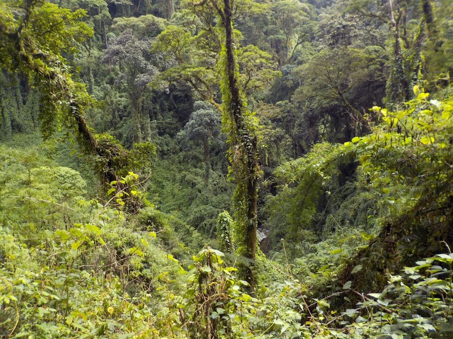 Dense emerald canopy of Costa Rican rainforest