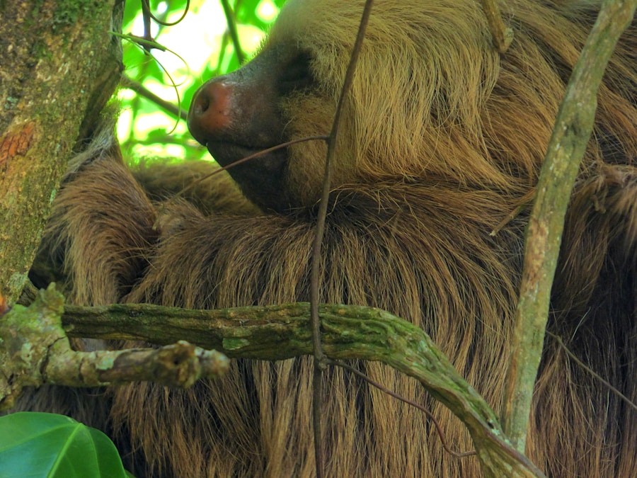 Sloth hanging peacefully from a jungle branch