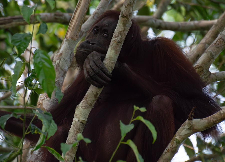 Young orangutan resting in the green Borneo rainforest