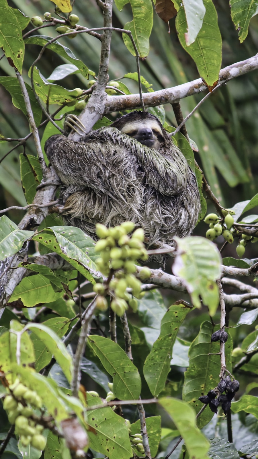 Capuchin monkey resting on green leaves in the jungle