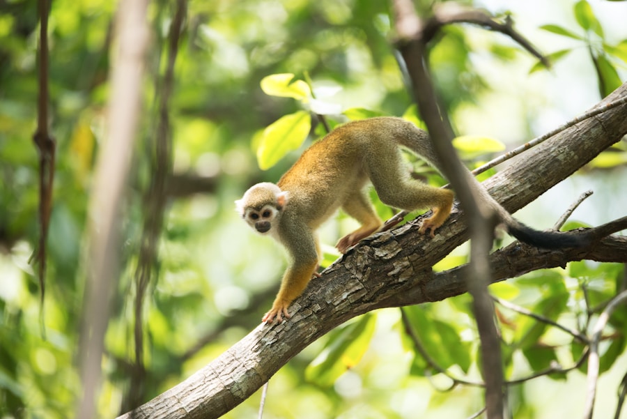 Capuchin monkey perched on a sunlit branch