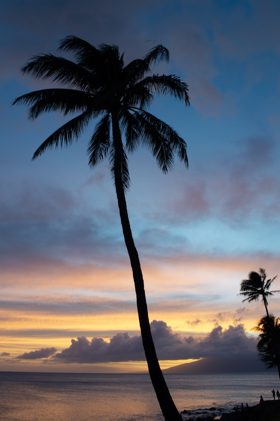 Palm-fringed beach glowing at golden hour